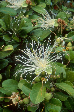 Cynophalla flexuosa (Bay-leaved caper) (Capparis flexuosa)