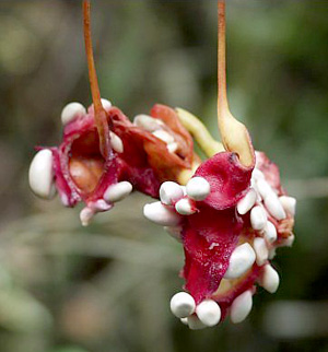 Cynophalla flexuosa