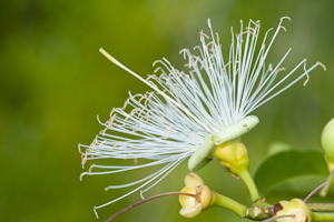 Cynophalla flexuosa