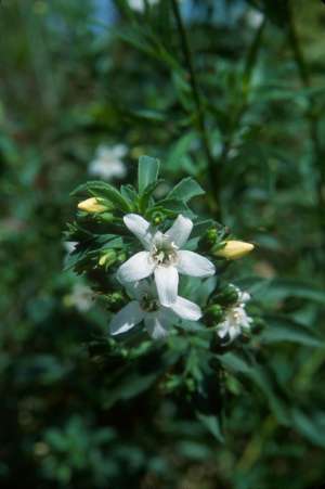Capraria biflora
