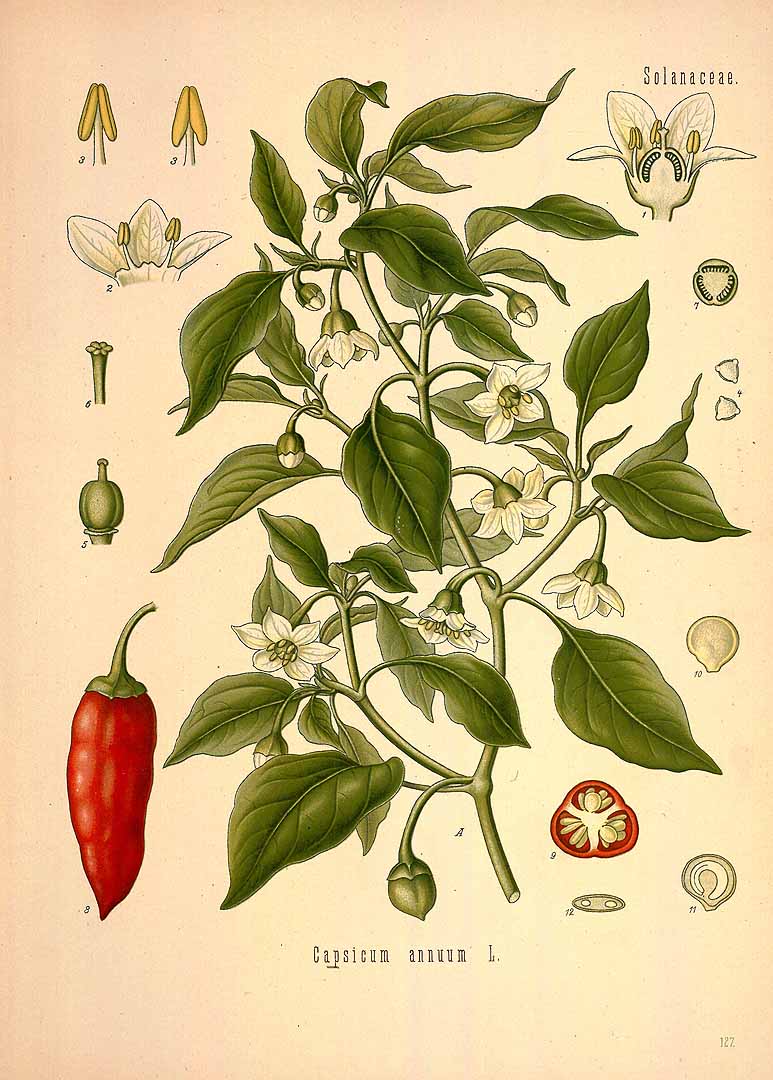 Capsicum annuum