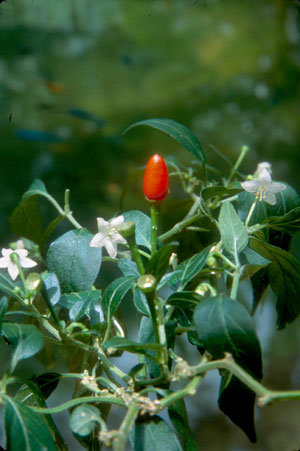 Capsicum annuum