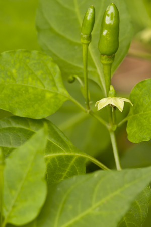 Capsicum annuum