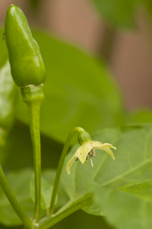 Capsicum annuum