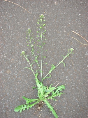 Capsella bursa-pastoris