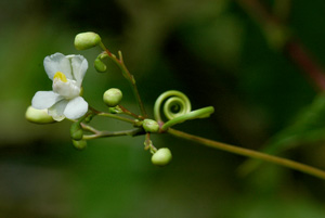 Cardiospermum corindum