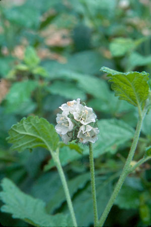 Varronia bullata