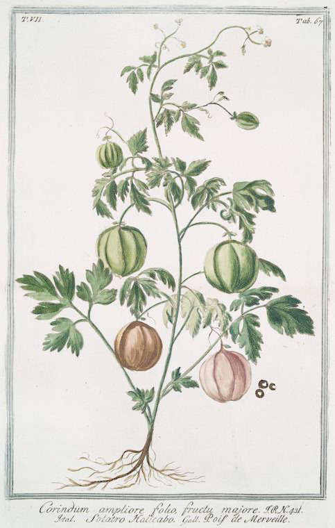 Cardiospermum halicacabum