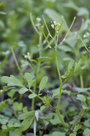 Cardamine pensylvanica