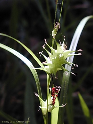Carex gigantea