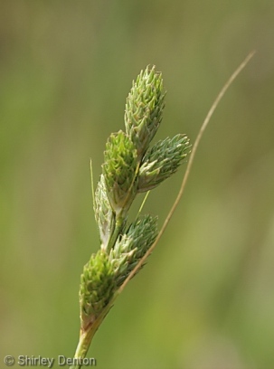 Carex longii