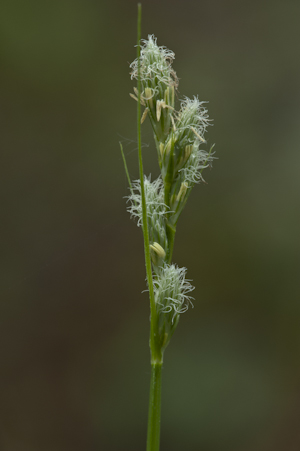 Carex longii