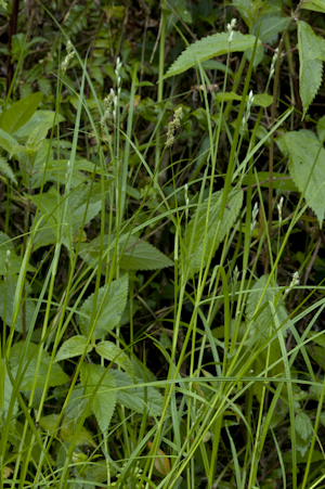 Carex longii