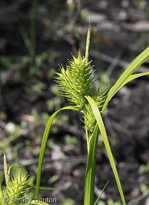 Carex lupuliformis