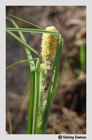 Carex verrucosa
