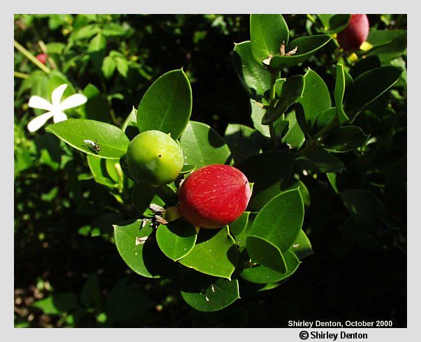 Carissa macrocarpa