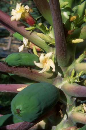 Carica papaya