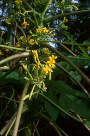 Carica papaya