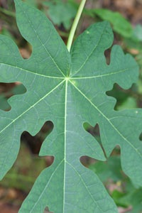 Carica papaya