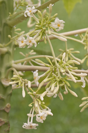 Carica papaya