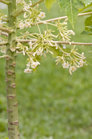 Carica papaya