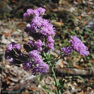 Carphephorus carnosus