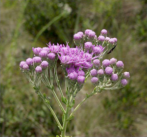 Carphephorus corymbosus