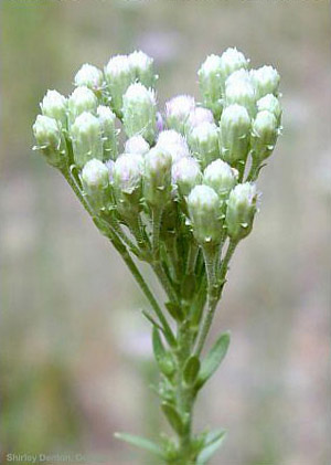 Carphephorus corymbosus