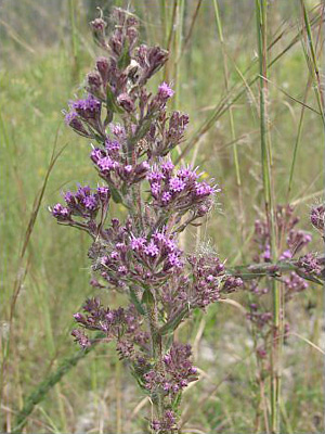 Carphephorus paniculatus