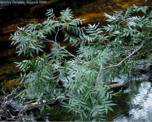 Carya aquatica