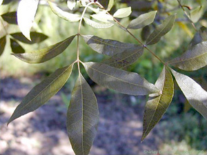 Carya aquatica