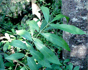 Carya aquatica