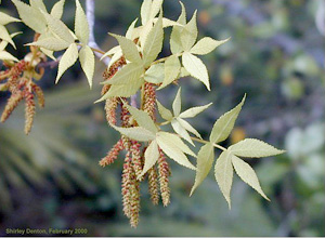 Carya floridana