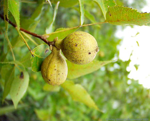 Carya floridana