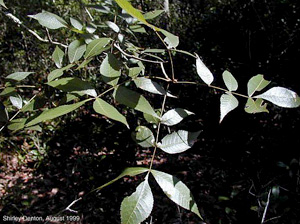 Carya floridana