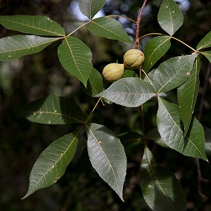 Carya floridana