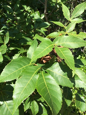 Carya floridana