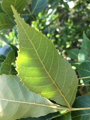 Carya floridana