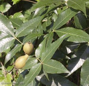 Carya glabra