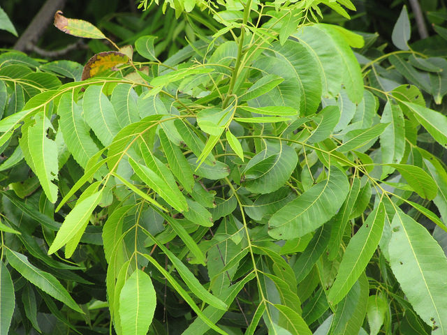 Carya illinoinensis