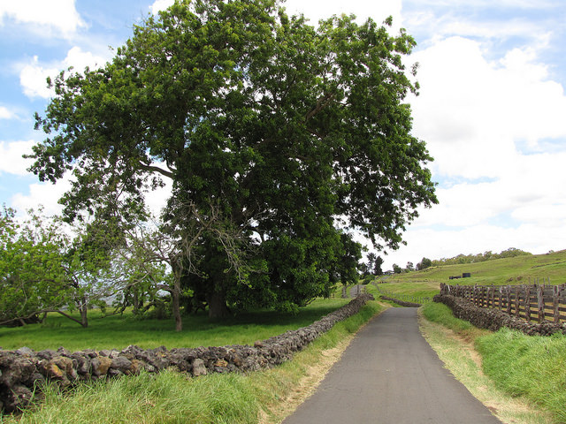 Carya illinoinensis