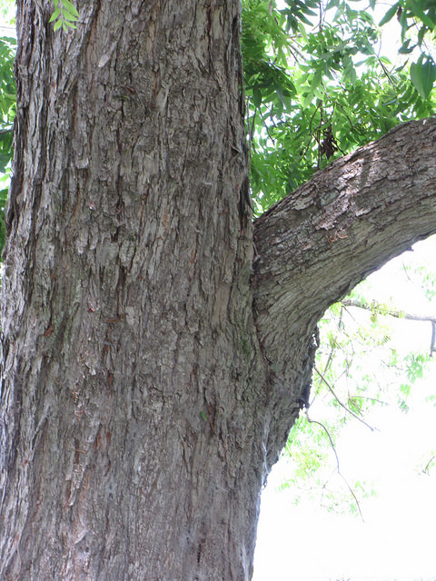 Carya illinoinensis