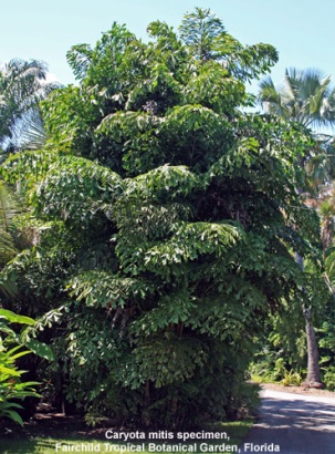 Caryota mitis