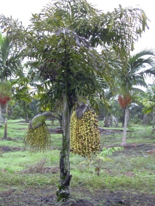 Caryota urens