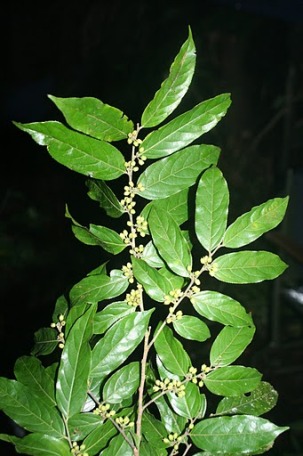 Casearia arborea