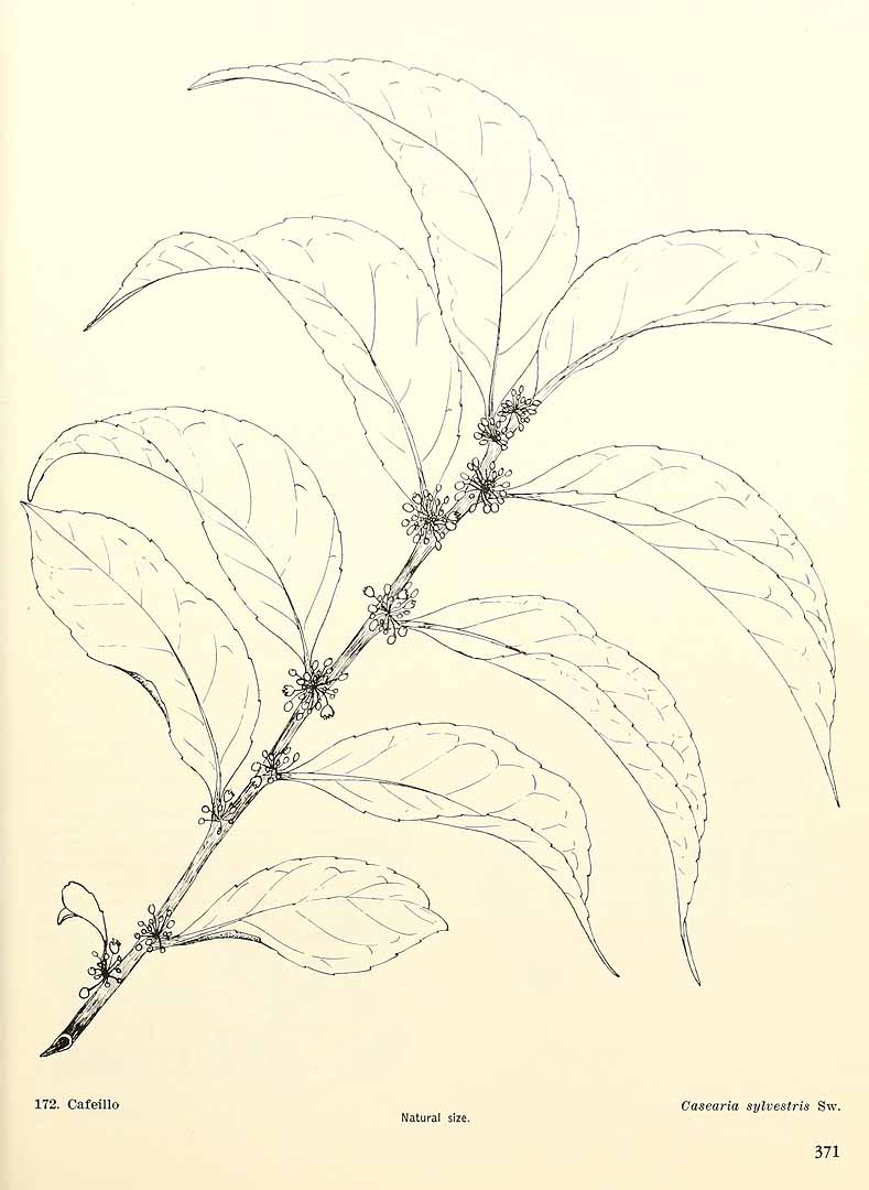 Casearia sylvestris