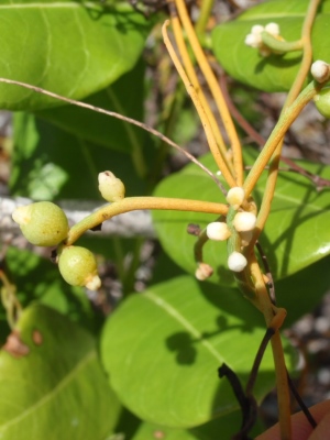 Cassytha filiformis