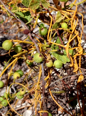 Cassytha filiformis