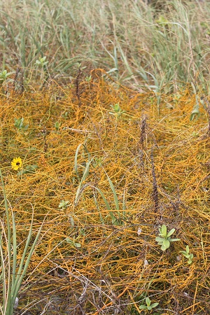 Cassytha filiformis