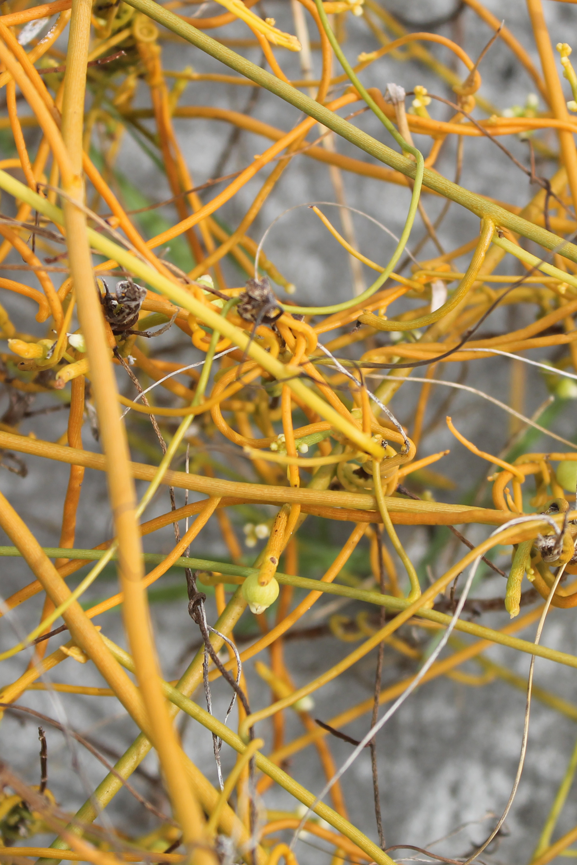 Cassytha filiformis